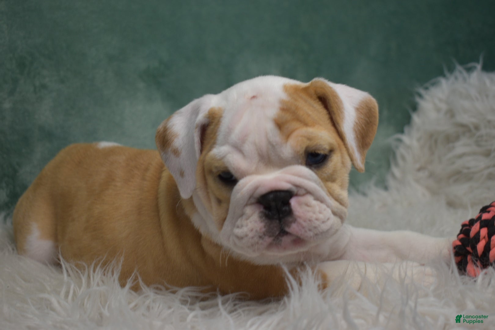 English Bulldog dogs Maggie - Ad 1