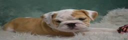 English Bulldog dogs for sale: Maggie - Ad 1