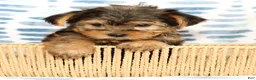 Yorkshire Terrier dogs for sale: Charlie - Ad 5