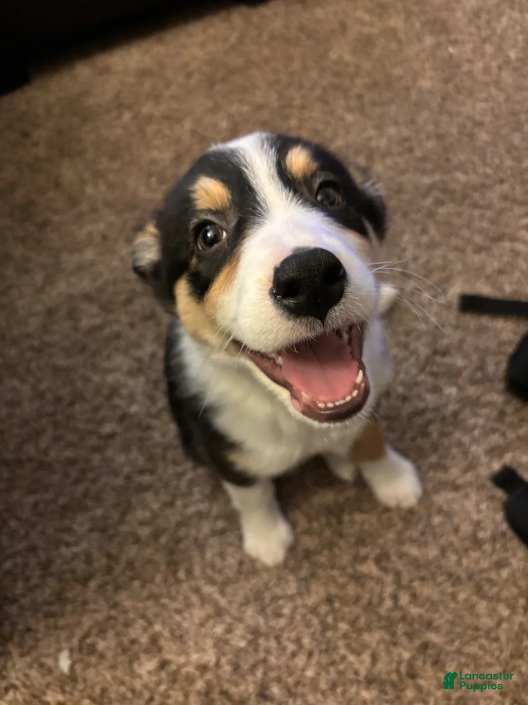 Mixed Breed dogs for sale: Mixed Breed Puppy 1 - Ad 1