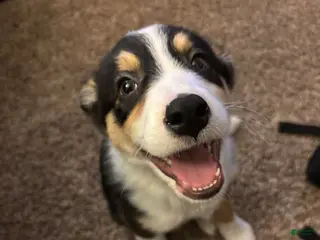 Mixed Breed dogs Mixed Breed Puppy 1 - Ad 18