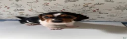 Mixed Breed dogs for sale: Marlin - Ad 6
