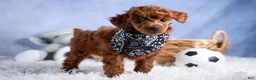 Toy Poodle dogs for sale: Tino - Ad 8