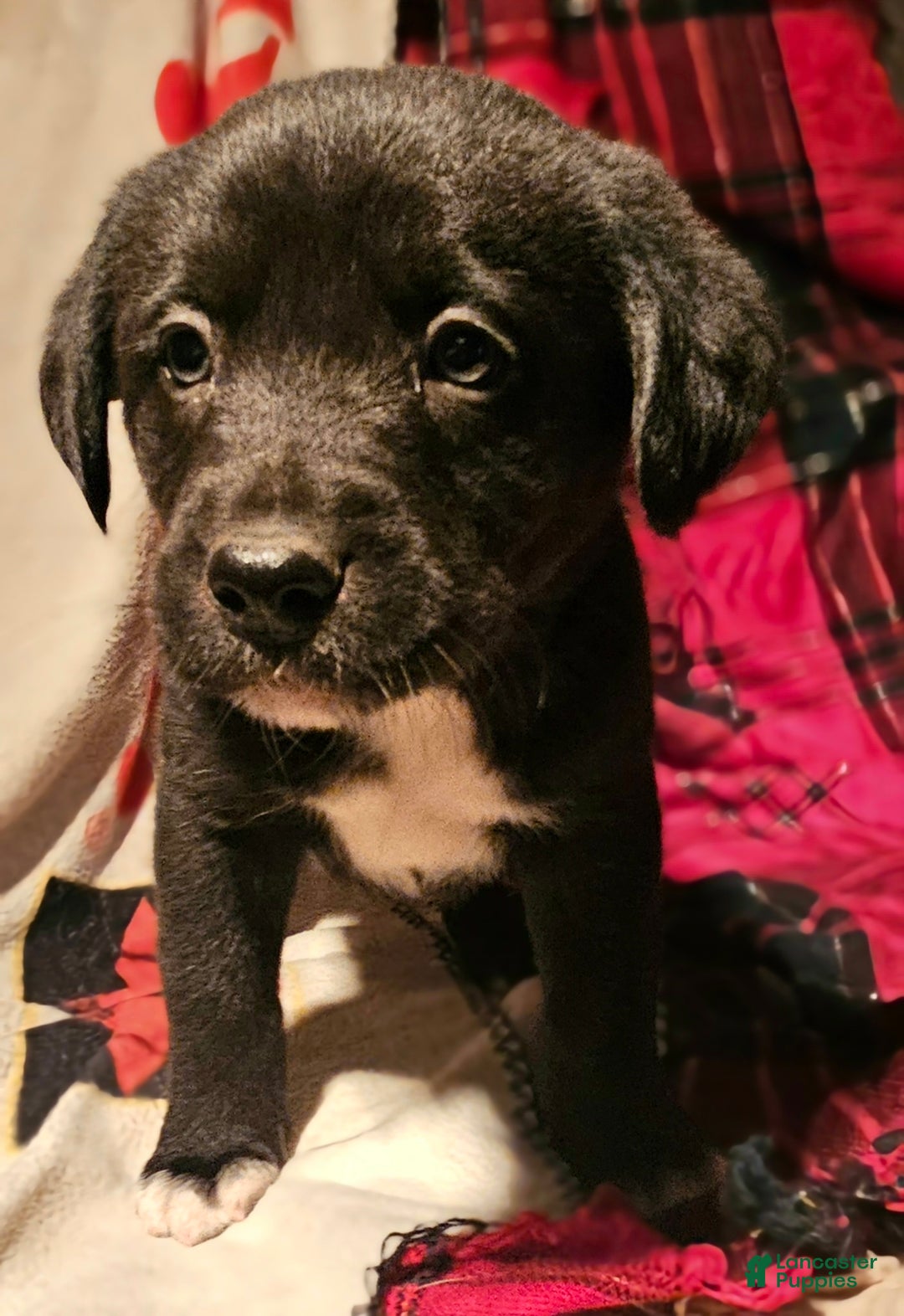 Border Collie dogs for sale: Joker - Ad 6