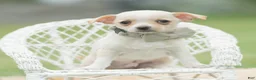 Chihuahua dogs for sale: Junior - Ad 4