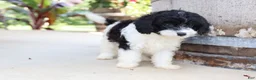 Cavapoo dogs for sale: Po'Boy - Ad 13