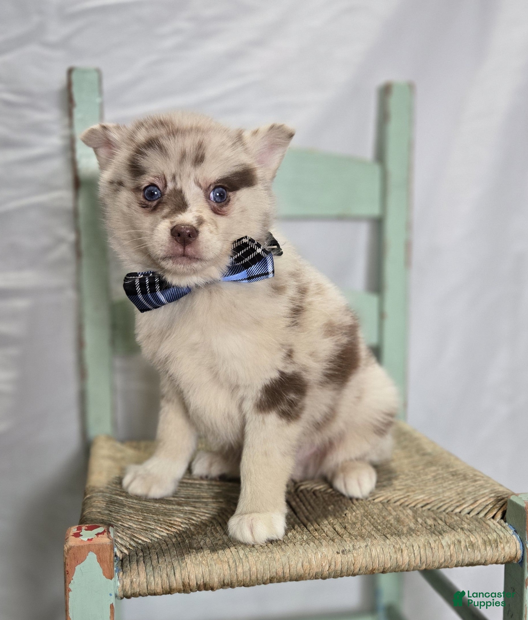 Pomsky dogs Spencer - Ad 1