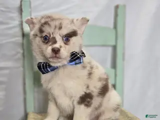 Pomsky dogs for sale: Spencer - Ad 1