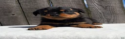 Rottweiler dogs for sale: Bubba - Ad 2