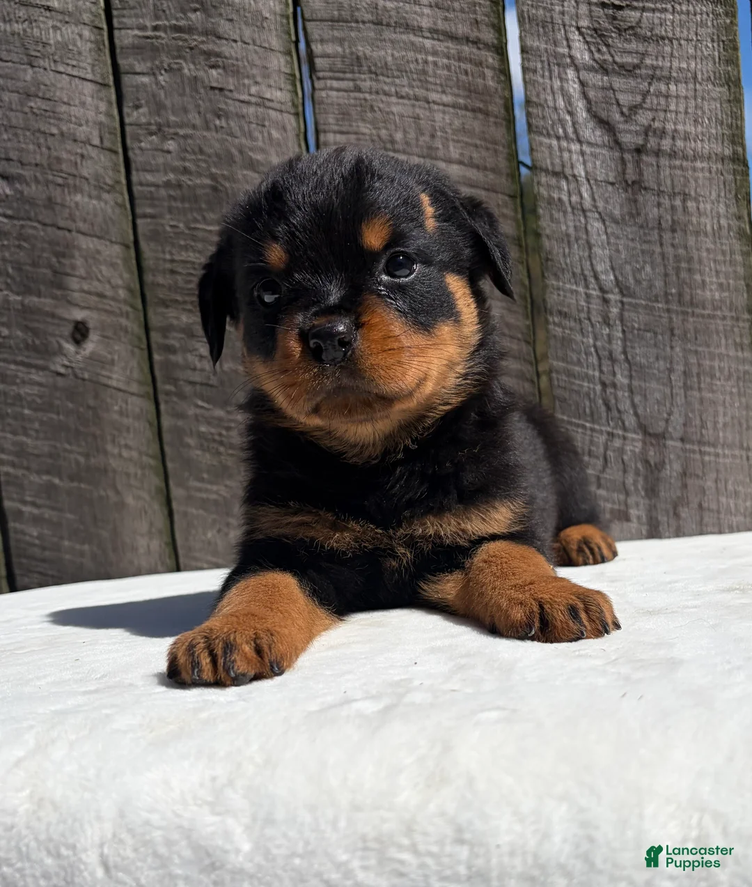 Rottweiler dogs for sale: Bubba - Ad 2