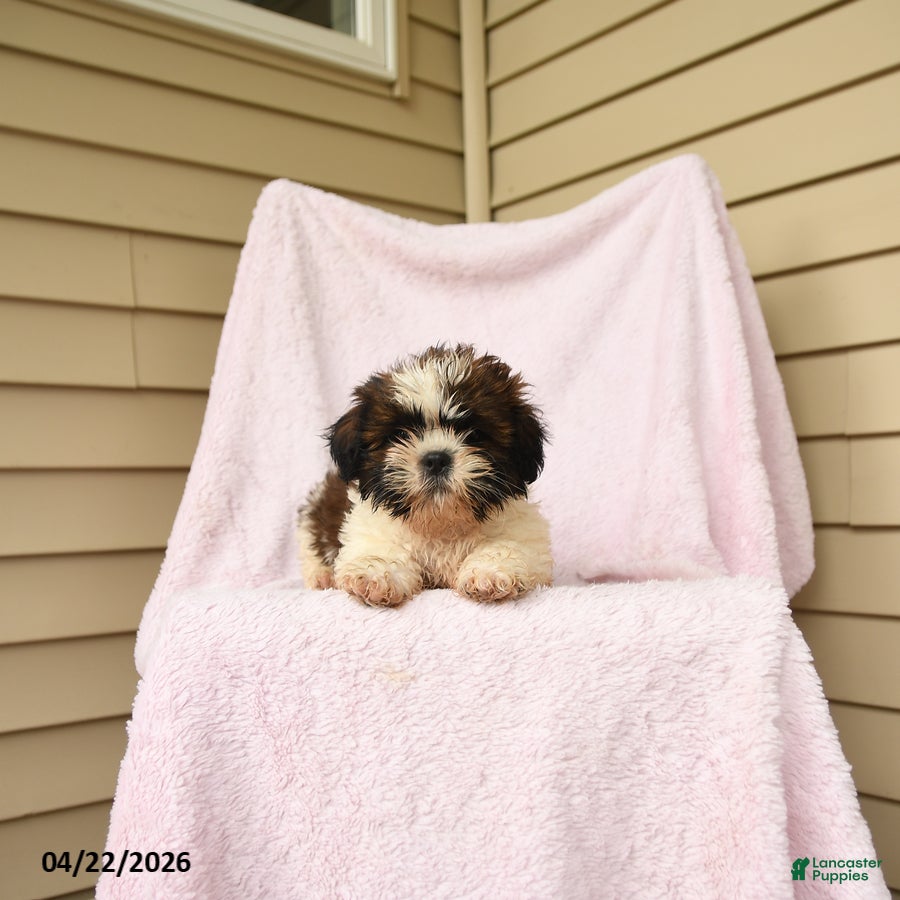 Shihpoo dogs Melvin - Ad 2
