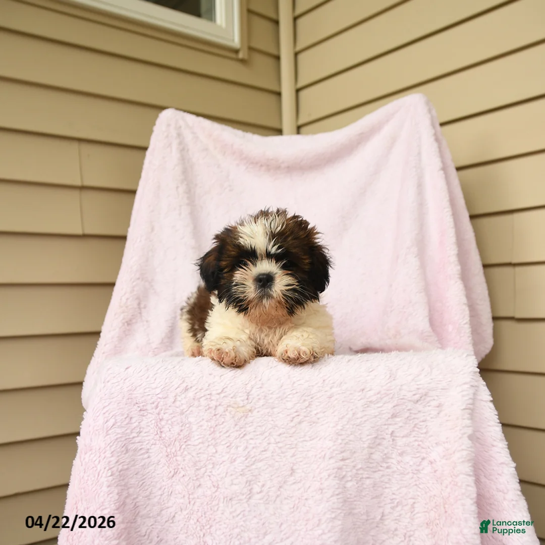 Shihpoo dogs for sale: Melvin - Ad 2