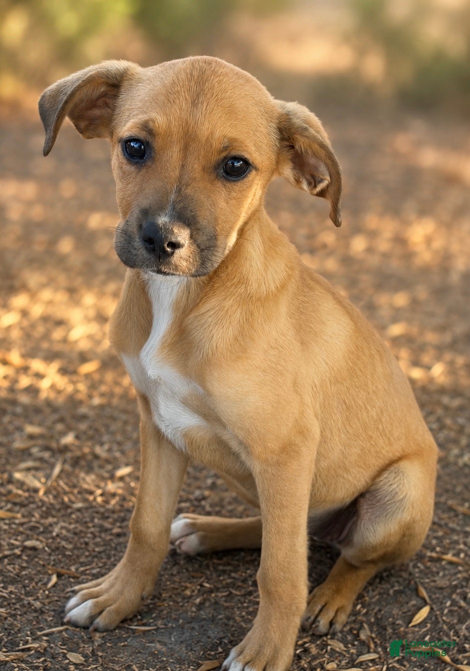 Boxador dogs Kylie - Ad 2