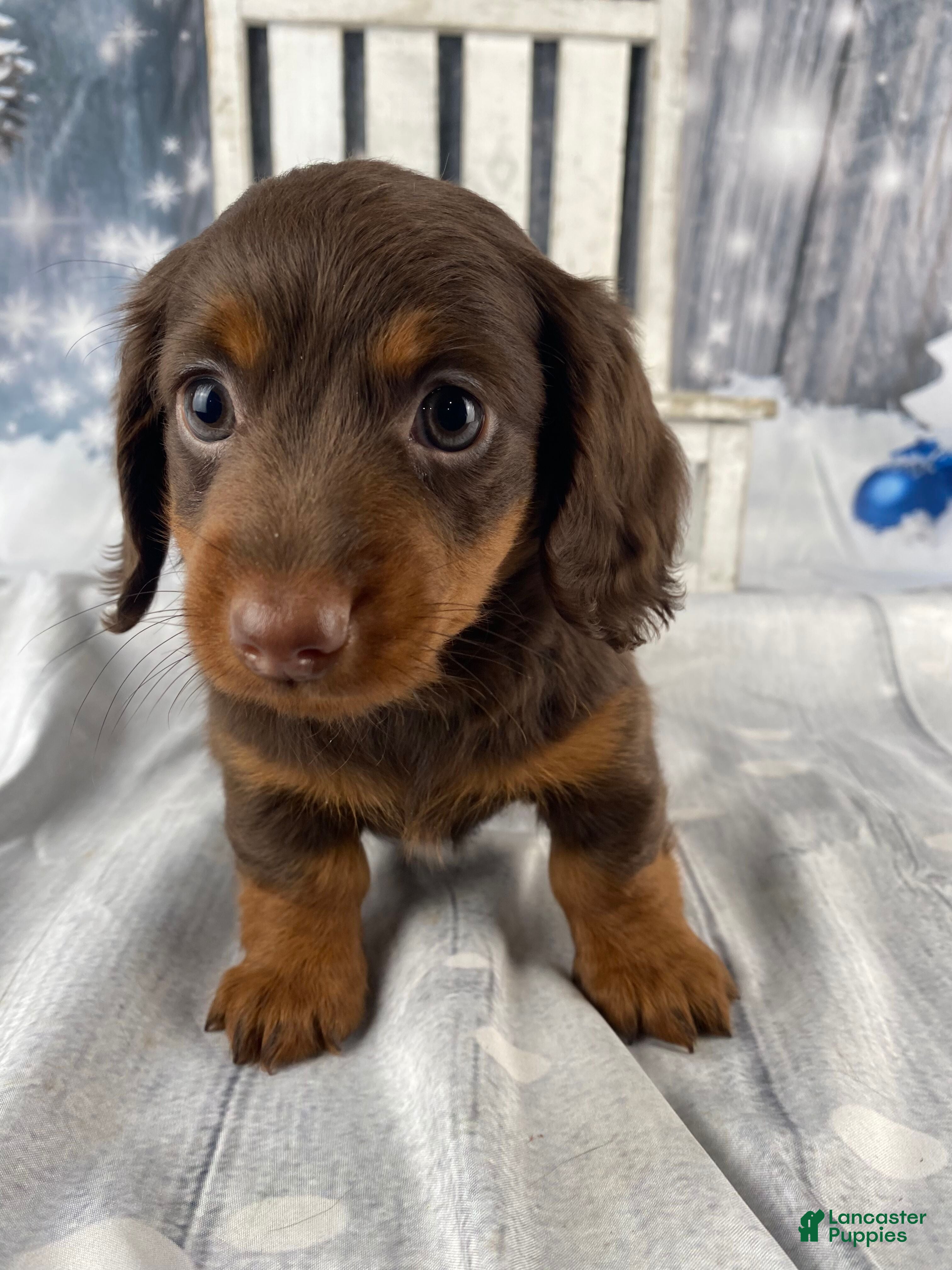 Miniature Dachshund dogs Phoebe - Ad 14