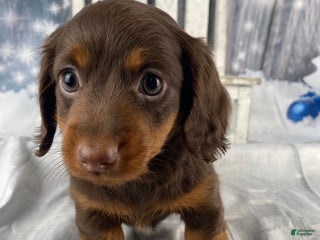 Miniature Dachshund dogs Phoebe - Ad 14