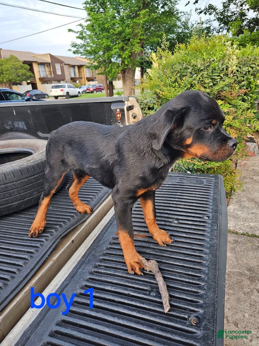 Rottweiler dogs Rottweiler Puppy 7 - Ad 14