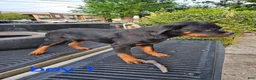 Rottweiler dogs for sale: Rottweiler Puppy 7 - Ad 1