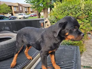 Rottweiler dogs Rottweiler Puppy 7 - Ad 22