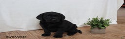 Labrador Retriever dogs for sale: Freddy - Ad 6