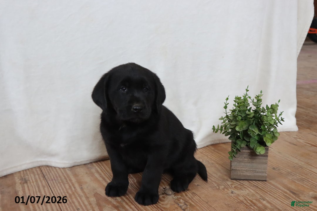 Labrador Retriever dogs for sale: Freddy - Ad 6