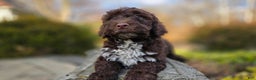 Portuguese Water Dog dogs for sale: Tori - Ad 8