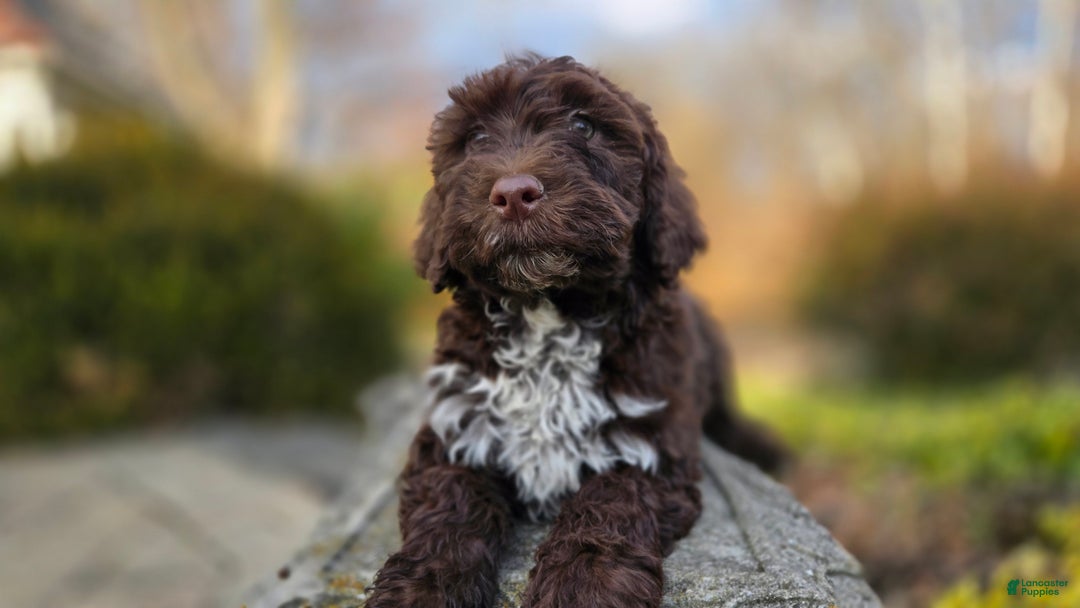 Portuguese Water Dog dogs for sale: Tori - Ad 8