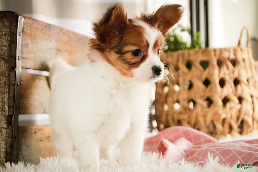 Papillon dogs for sale: Gwennie - Ad 4