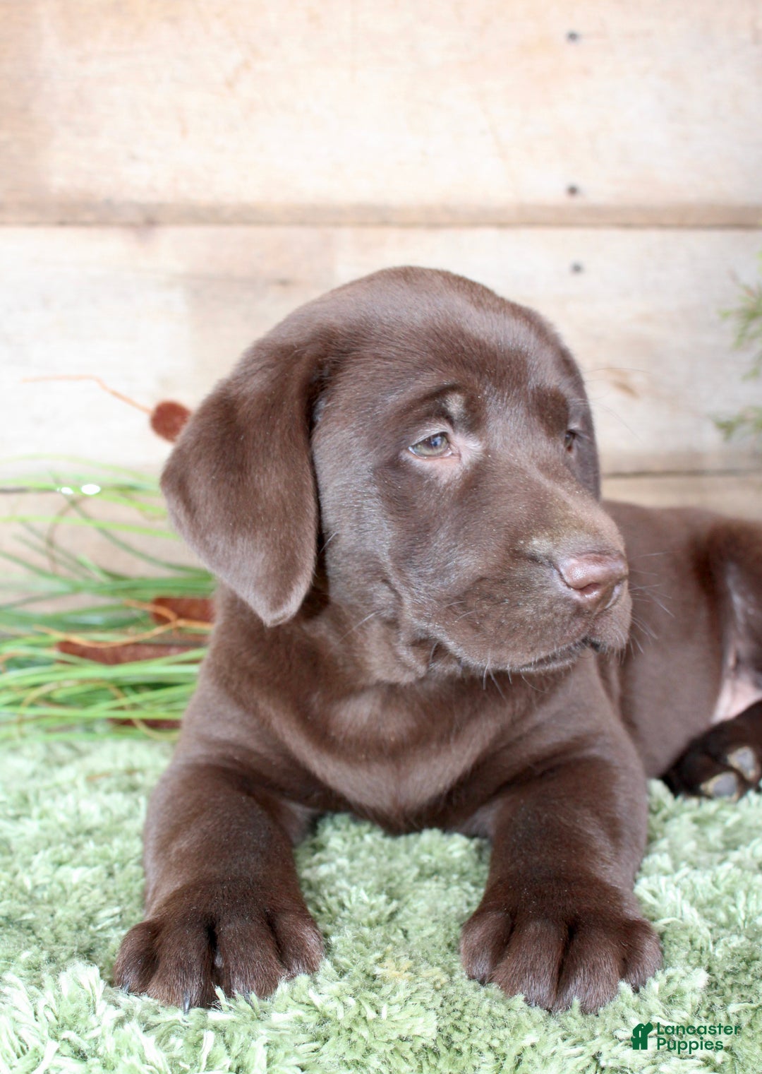 Labrador Retriever dogs for sale: Whinchester  - Ad 1