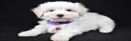 Maltese dogs for sale: Jackie - Ad 3