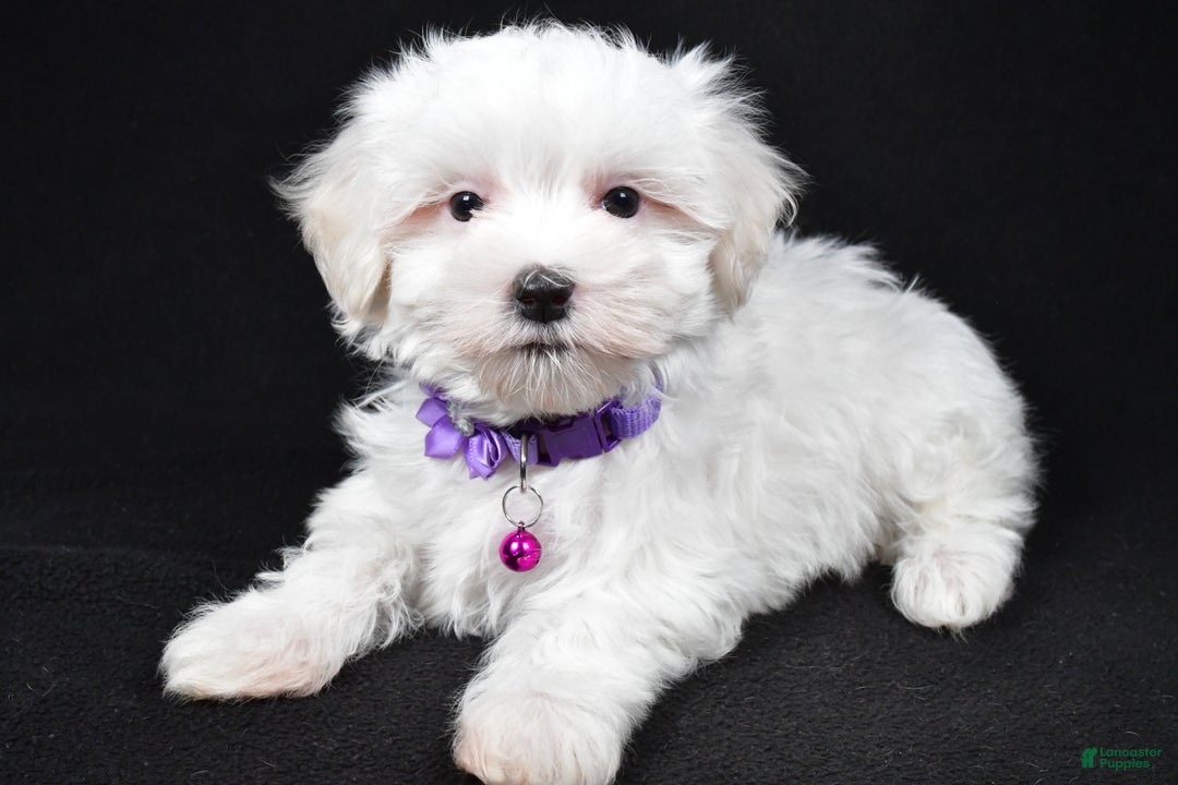 Maltese dogs for sale: Jackie - Ad 3