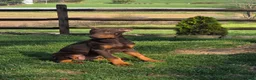 Doberman Pinscher dogs for sale: Captain - Ad 3