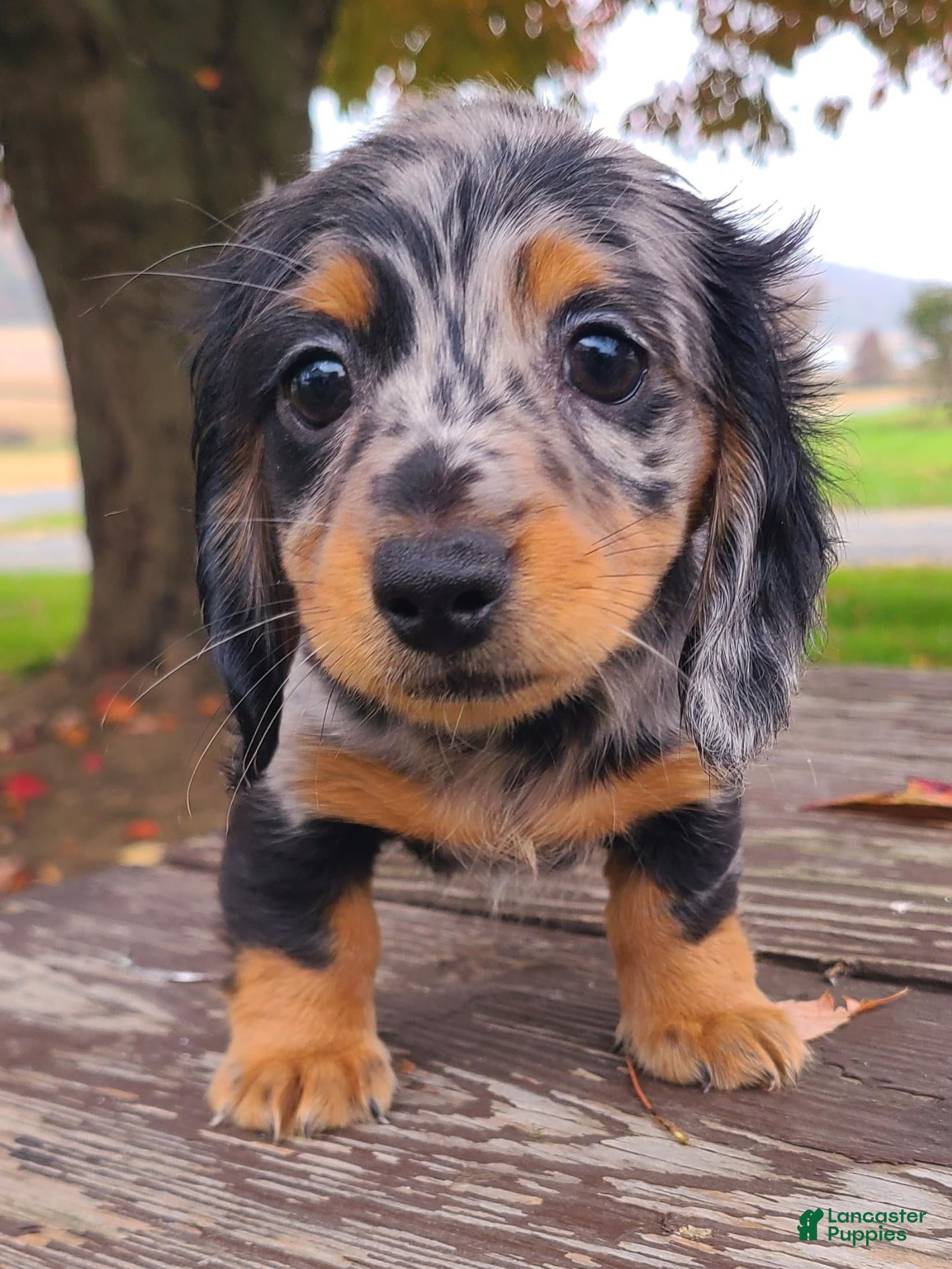Miniature Dachshund dogs for sale: Kipper - Ad 1