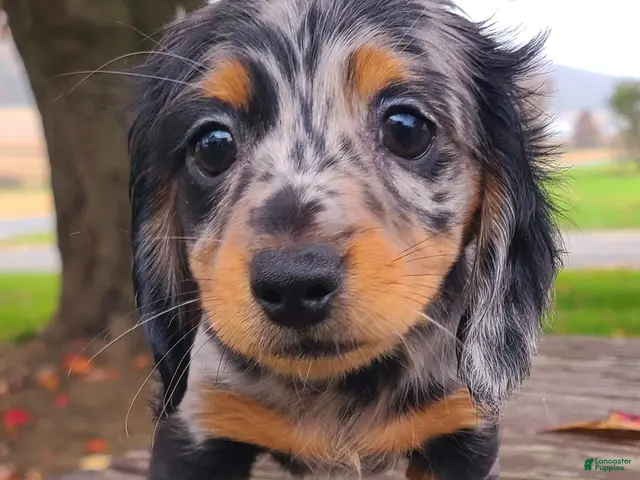 Miniature Dachshund dogs for sale: Kipper - Ad 1