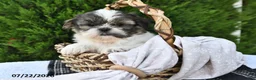 Shih Tzu dogs for sale: Spotty - Ad 3