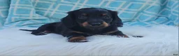 Miniature Dachshund dogs for sale: Vander - Ad 30
