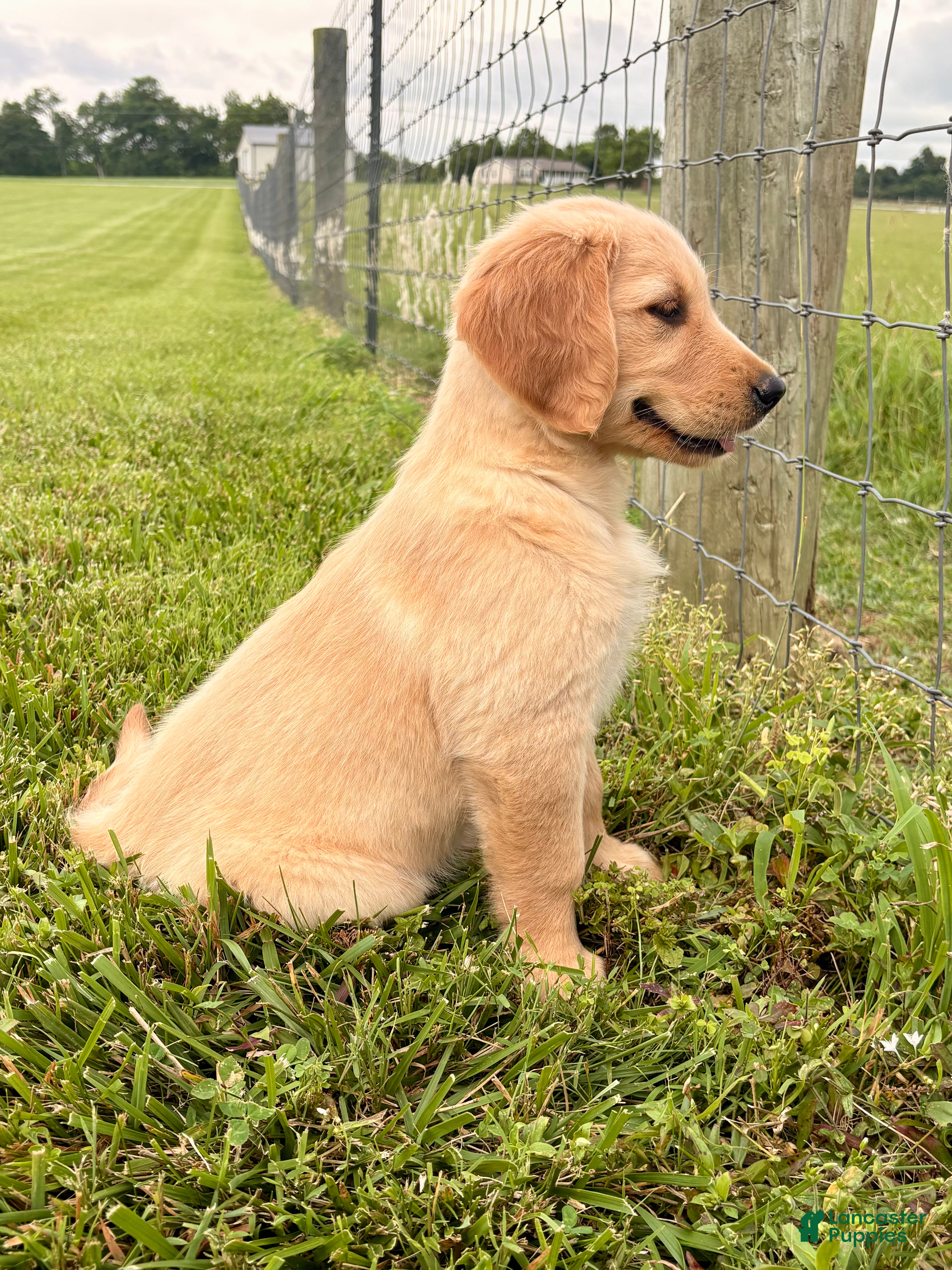 Golden Retriever dogs Mary - Ad 33
