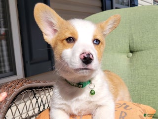 Welsh Corgi Pembroke dogs - Ad 15