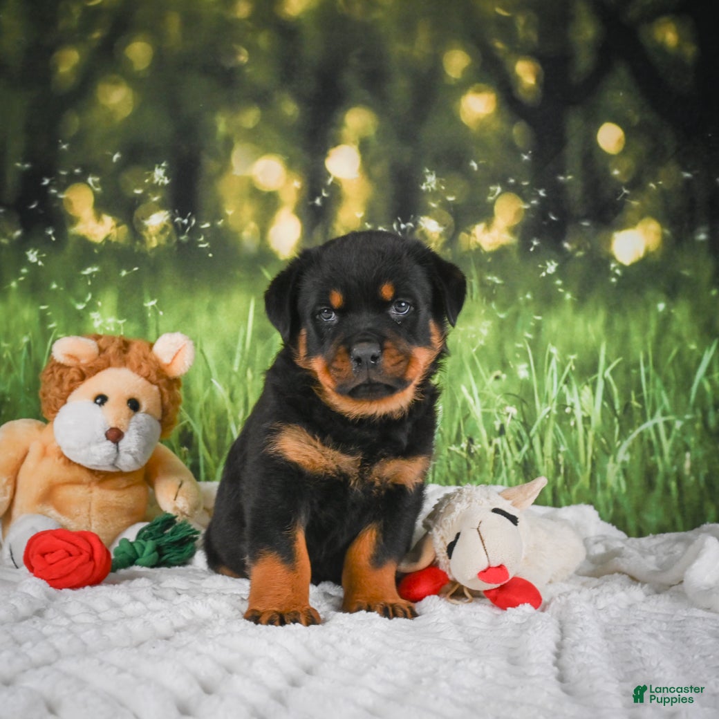 Rottweiler dogs Knox - Ad 2