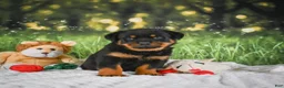 Rottweiler dogs for sale: Knox - Ad 10