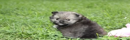 Pomeranian dogs for sale: Jazzy - Ad 6