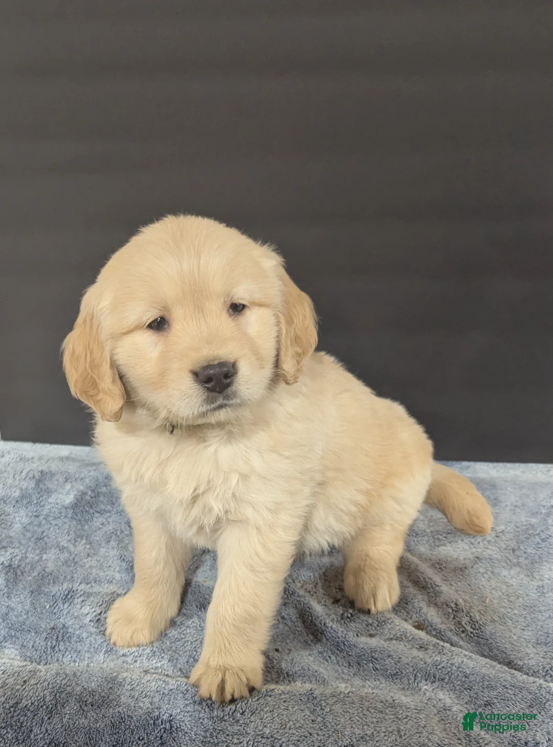Golden Retriever dogs for sale: Duke  - Ad 1