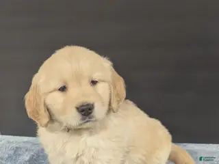 Golden Retriever dogs Duke - Ad 12