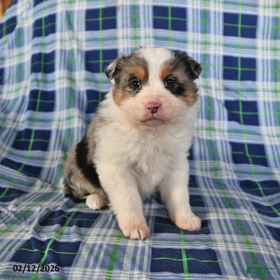 Australian Shepherd dogs Daisy - Ad 5