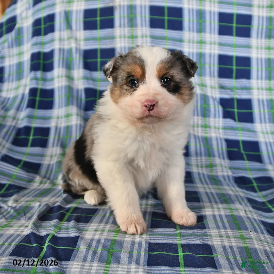 Australian Shepherd dogs for sale: Daisy - Ad 1