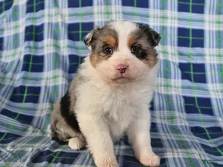 Australian Shepherd dogs Daisy - Ad 5