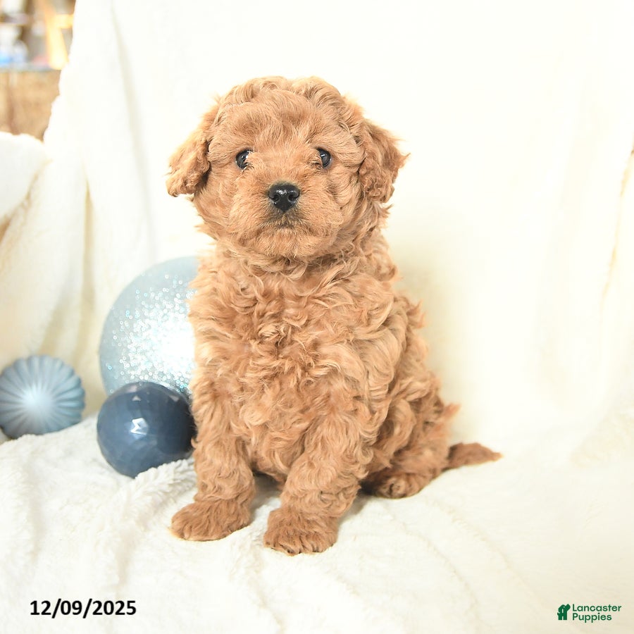 Cavapoo dogs Jackie - Ad 9