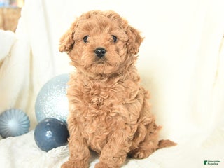 Cavapoo dogs Jackie - Ad 12