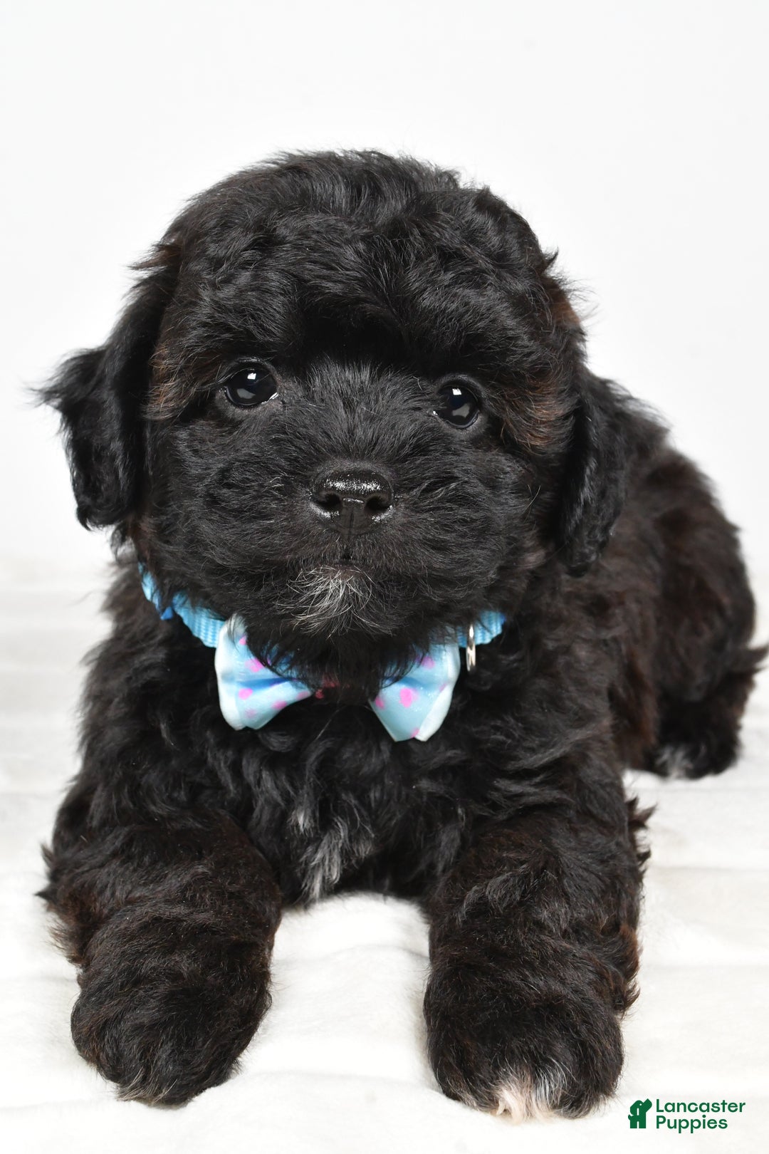 Shihpoo dogs for sale: Ian - Ad 9
