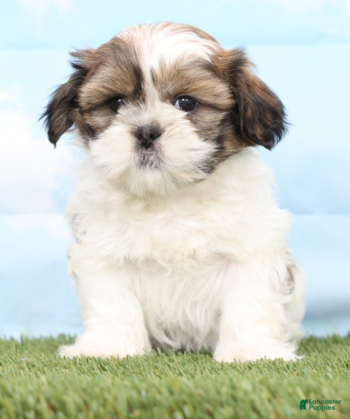Shih Tzu dogs Brady - Ad 1