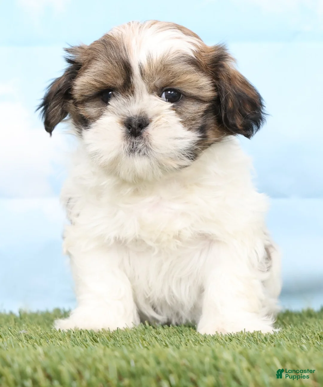 Shih Tzu dogs for sale: Brady - Ad 2